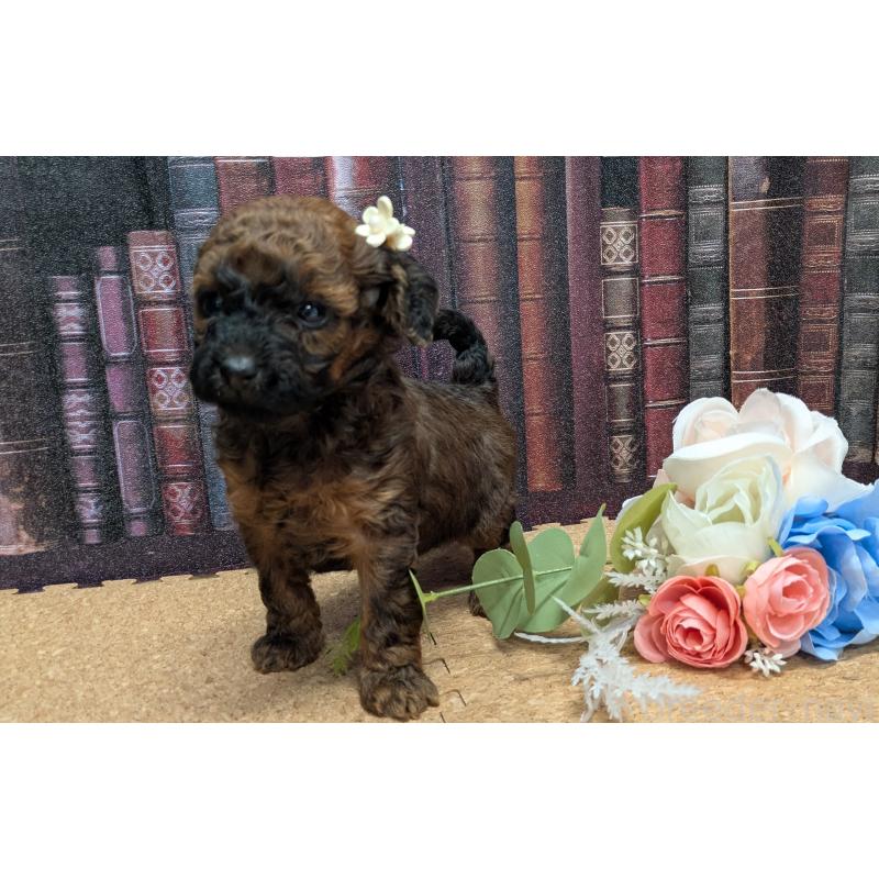 販売中の茨城県のトイプードル-441345の2枚目