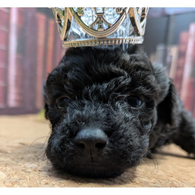 販売中の茨城県のトイプードル-441347の5枚目