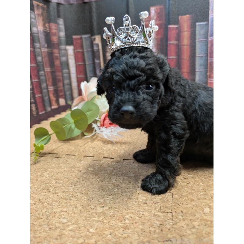 販売中の茨城県のトイプードル-441347の4枚目