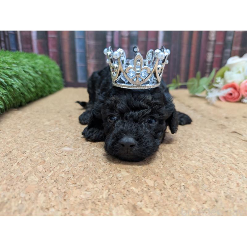 販売中の茨城県のトイプードル-441347の3枚目