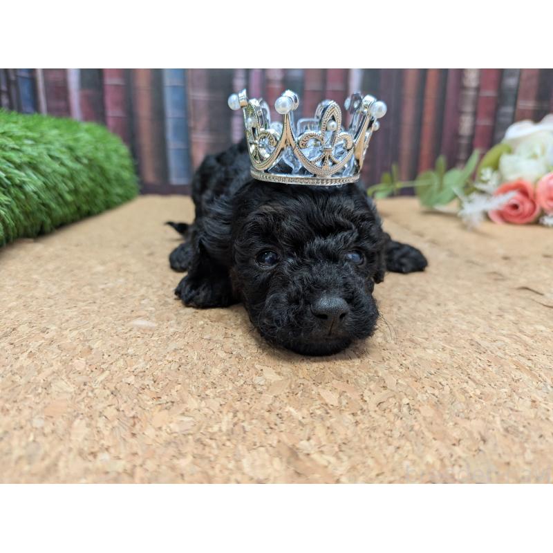 販売中の茨城県のトイプードル-441347の2枚目