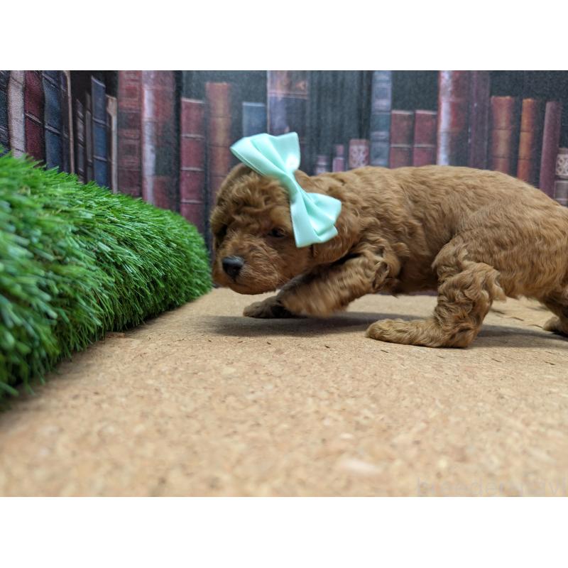 販売中の茨城県のトイプードル-441349の5枚目