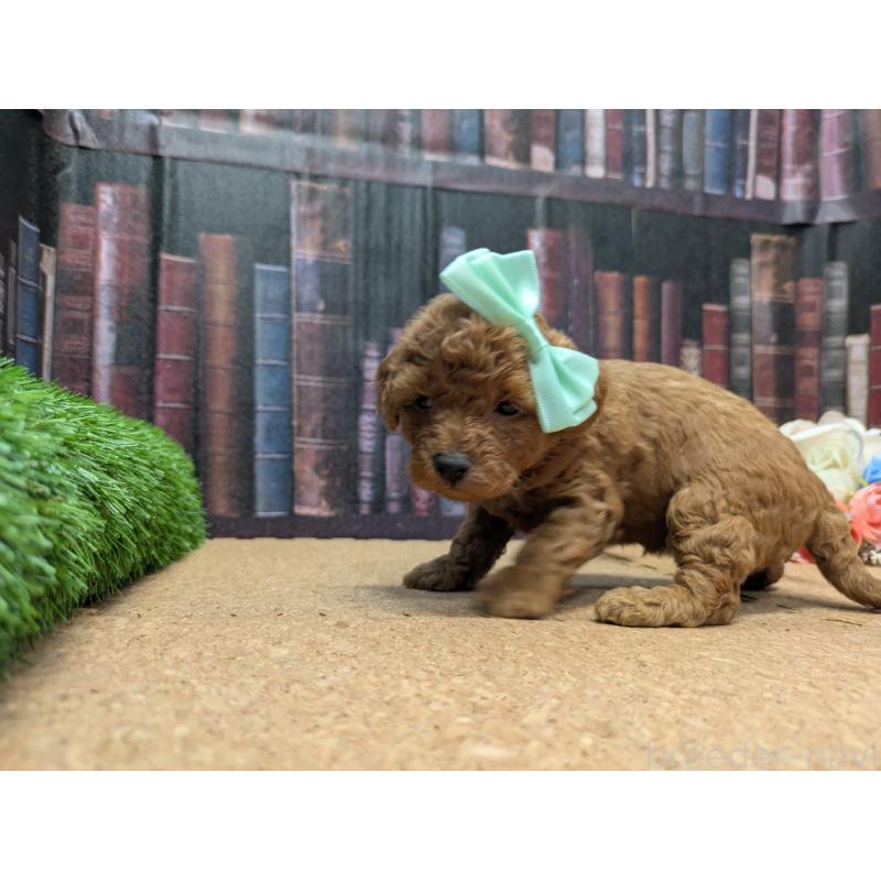 販売中の茨城県のトイプードル-441349の4枚目