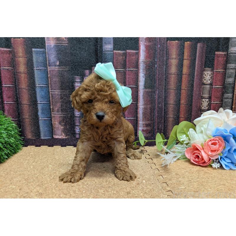 販売中の茨城県のトイプードル-441349の2枚目