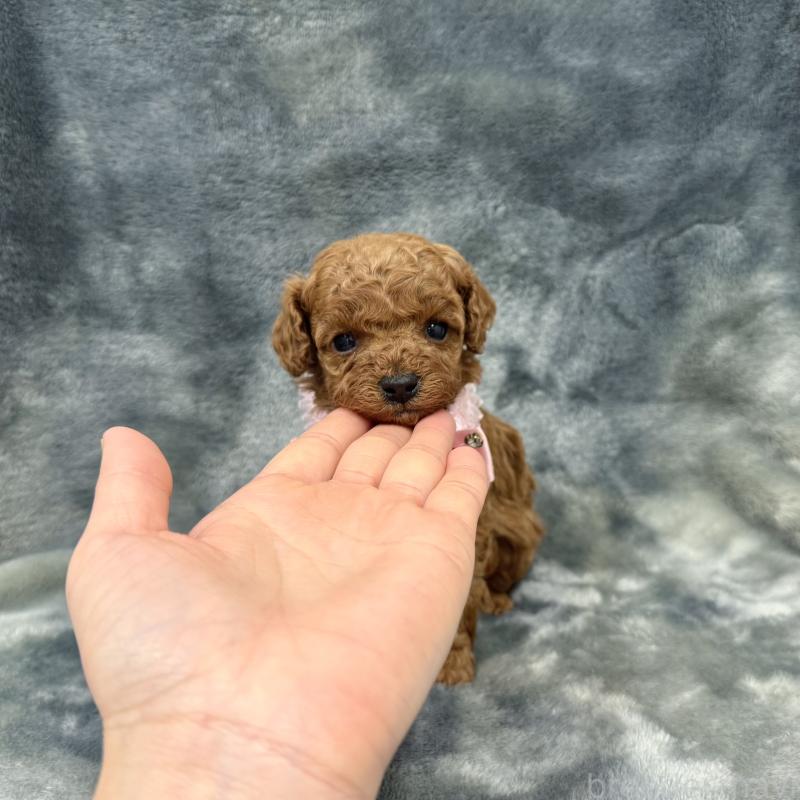 販売中の愛知県のトイプードル-441351の6枚目