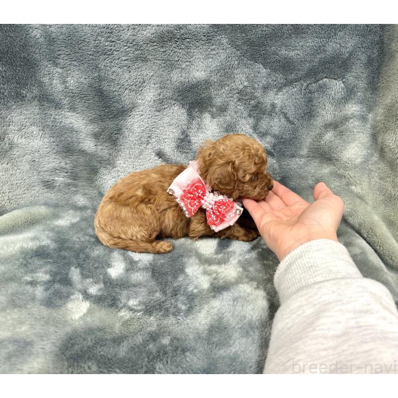 販売中の愛知県のトイプードル-441351の4枚目