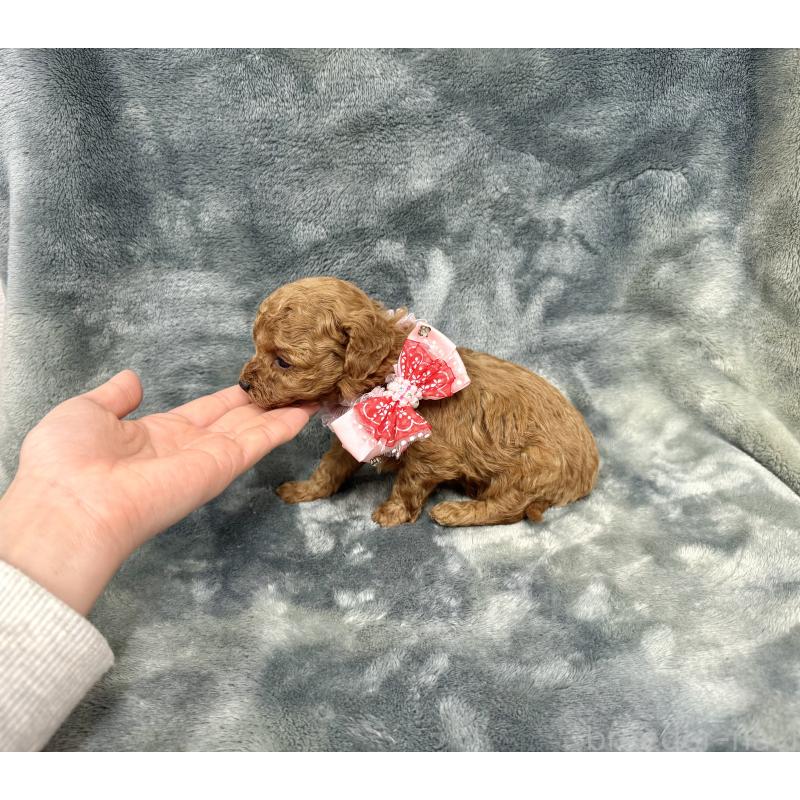 販売中の愛知県のトイプードル-441351の3枚目