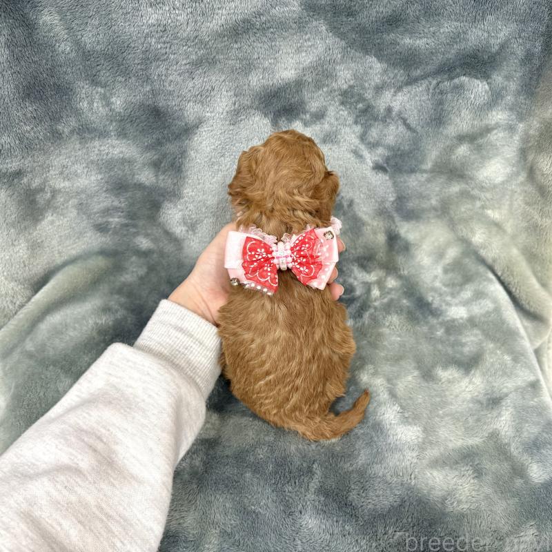 販売中の愛知県のトイプードル-441351の2枚目