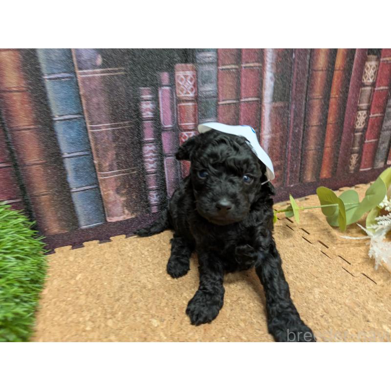 販売中の茨城県のトイプードル-441350の4枚目