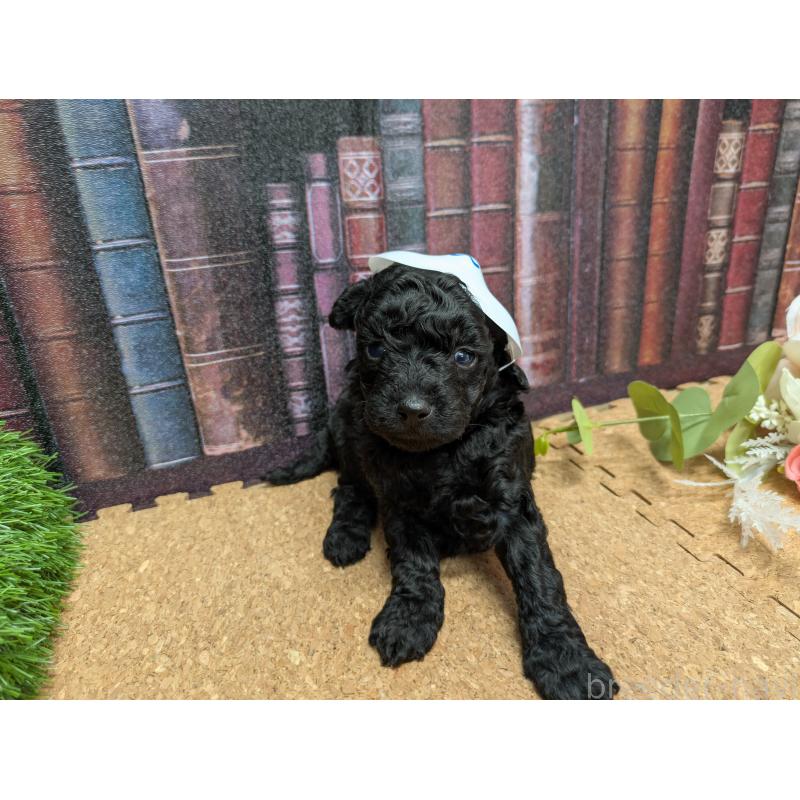 販売中の茨城県のトイプードル-441350の3枚目