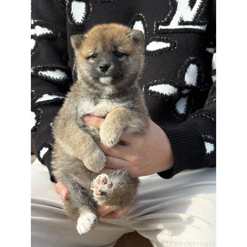 販売中の愛知県の豆柴-441352の1枚目