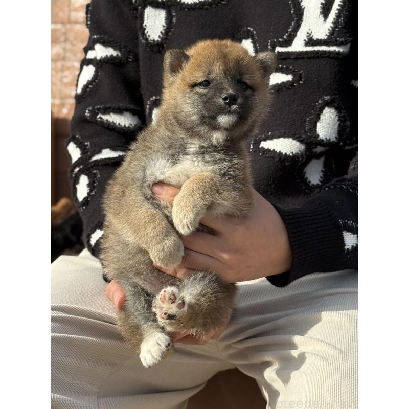 販売中の愛知県の豆柴-441352の6枚目