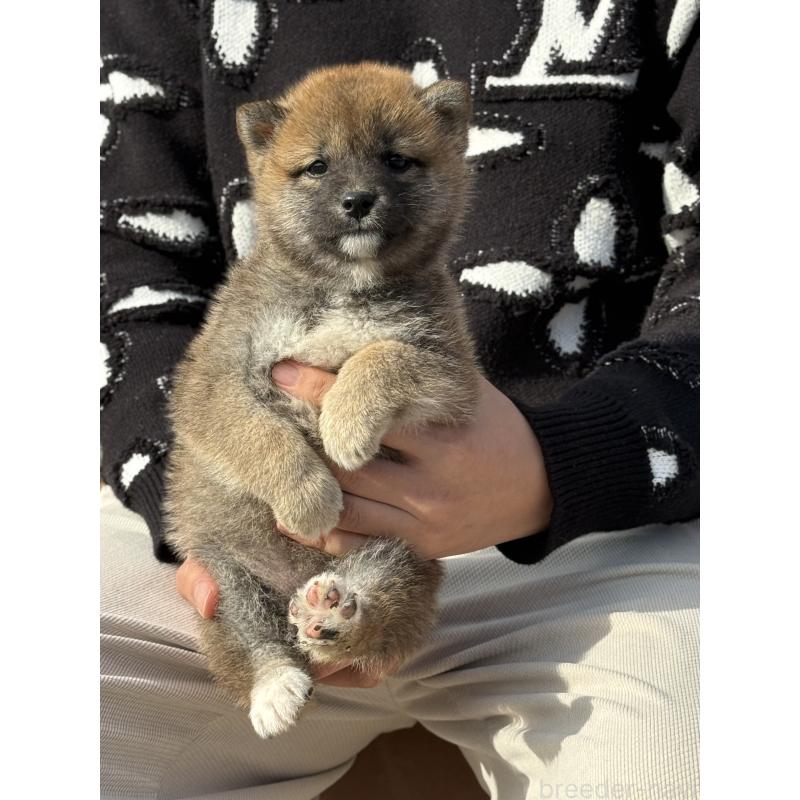 販売中の愛知県の豆柴-441352の5枚目