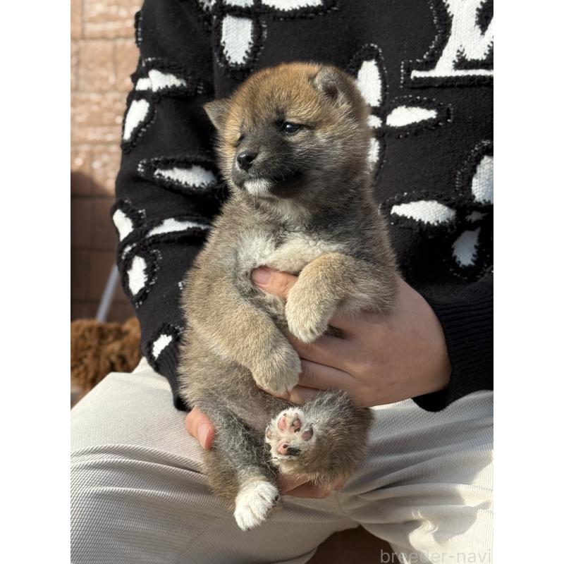 販売中の愛知県の豆柴-441352の4枚目