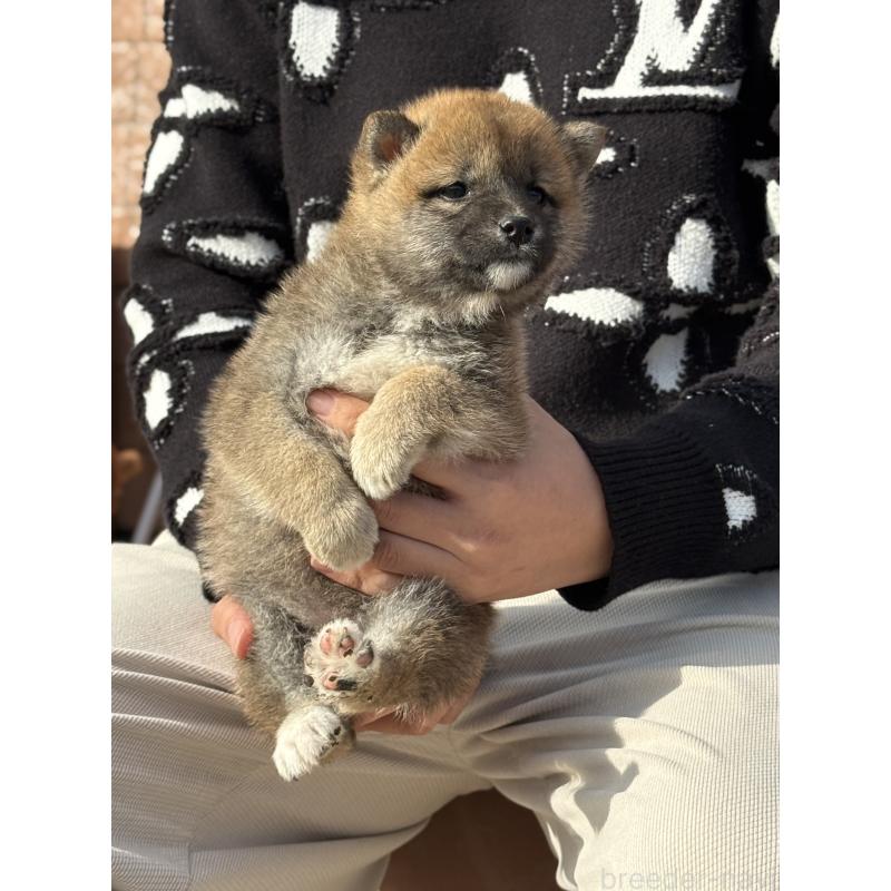 販売中の愛知県の豆柴-441352の3枚目