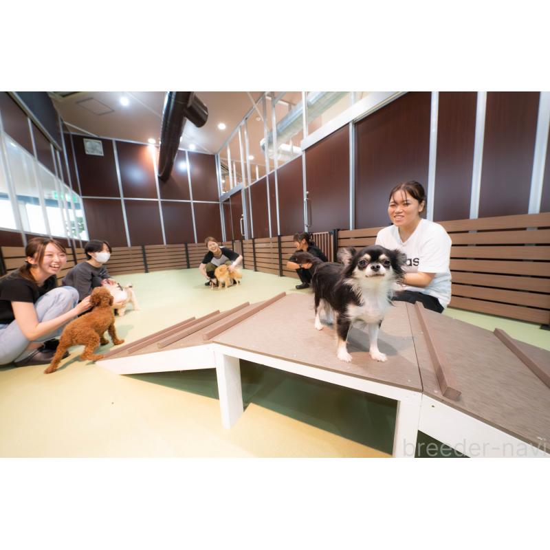 販売中の埼玉県のポメラニアン-441353の15枚目