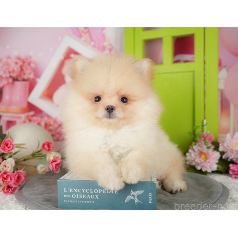 販売中の埼玉県のポメラニアン-441353の7枚目