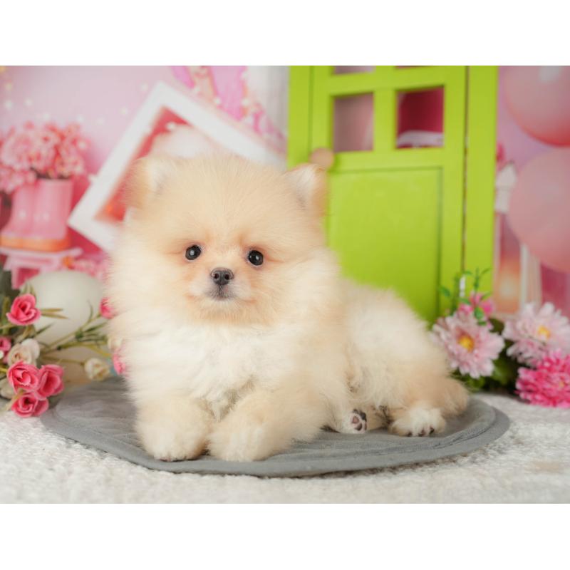 販売中の埼玉県のポメラニアン-441353の5枚目