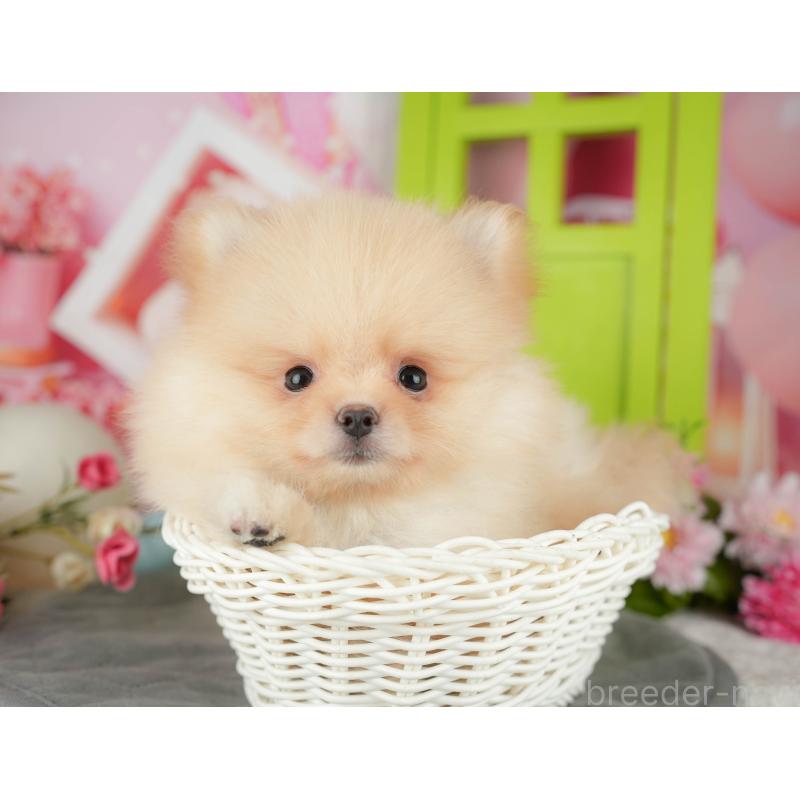 販売中の埼玉県のポメラニアン-441353の4枚目