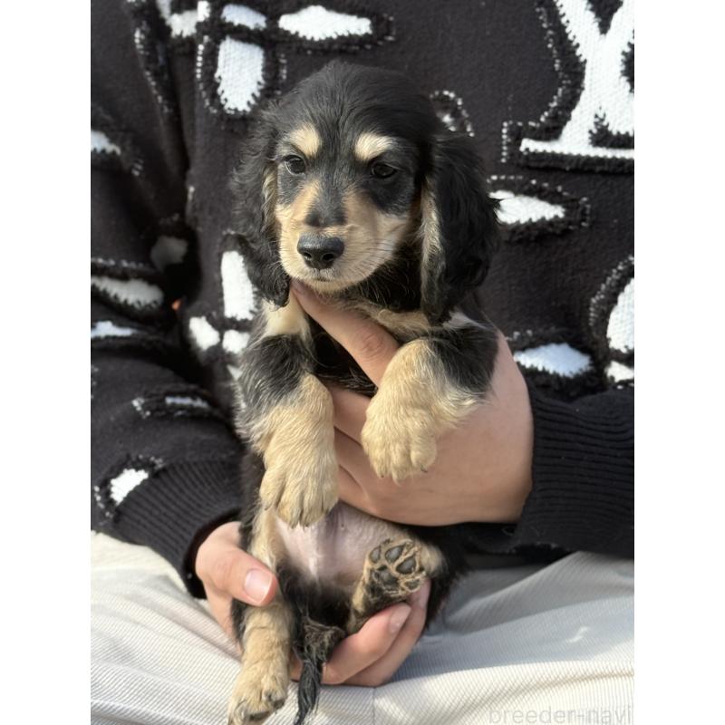 販売中の愛知県のミニチュアダックスフンド(ロングヘアード)-441354の5枚目