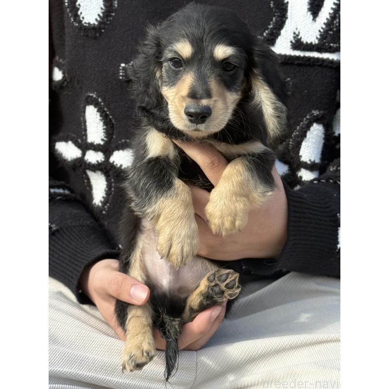 販売中の愛知県のミニチュアダックスフンド(ロングヘアード)-441354の4枚目