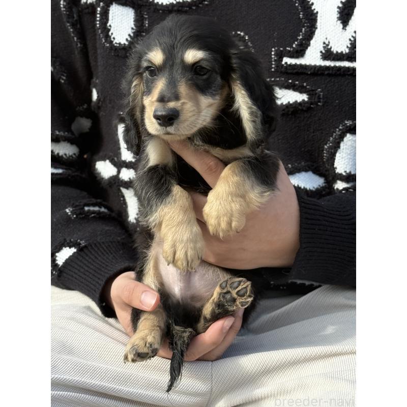 販売中の愛知県のミニチュアダックスフンド(ロングヘアード)-441354の2枚目