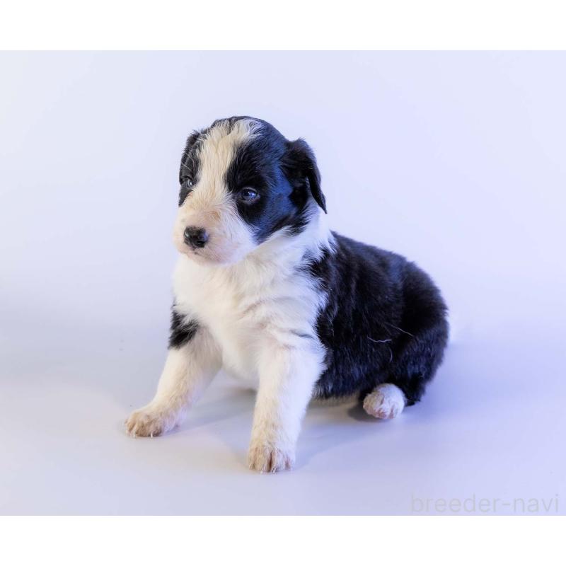 販売中の鹿児島県のボーダーコリー-441355の4枚目