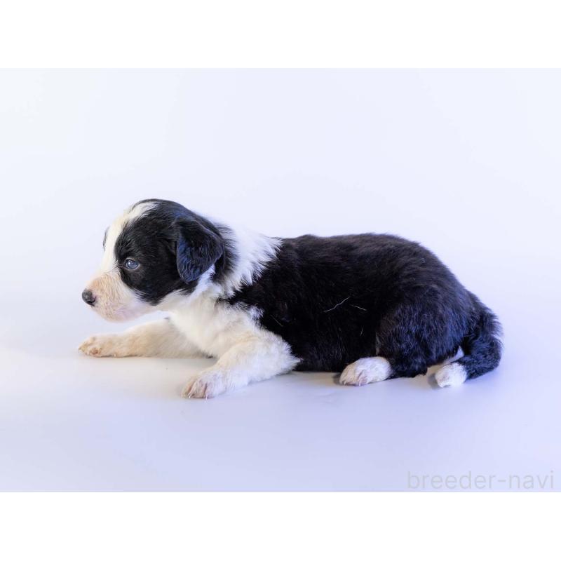 販売中の鹿児島県のボーダーコリー-441355の3枚目