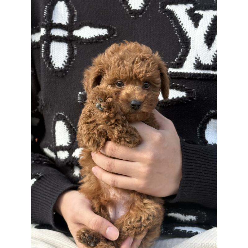 販売中の愛知県のタイニープードル-441358の1枚目