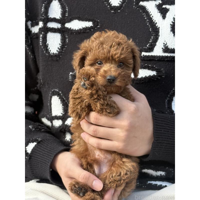 販売中の愛知県のタイニープードル-441358の5枚目