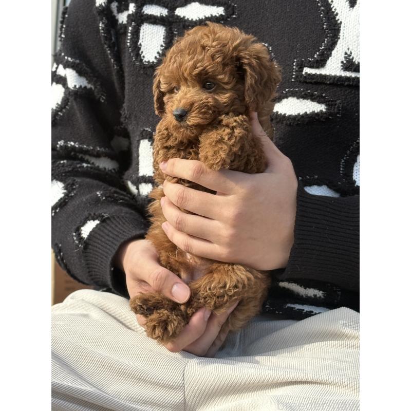 販売中の愛知県のタイニープードル-441358の4枚目