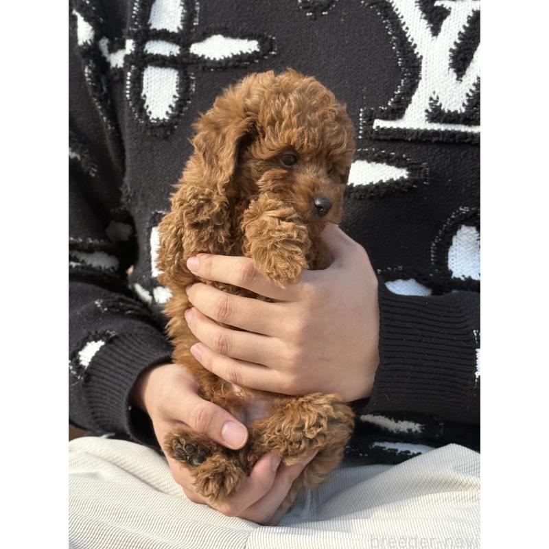 販売中の愛知県のタイニープードル-441358の3枚目