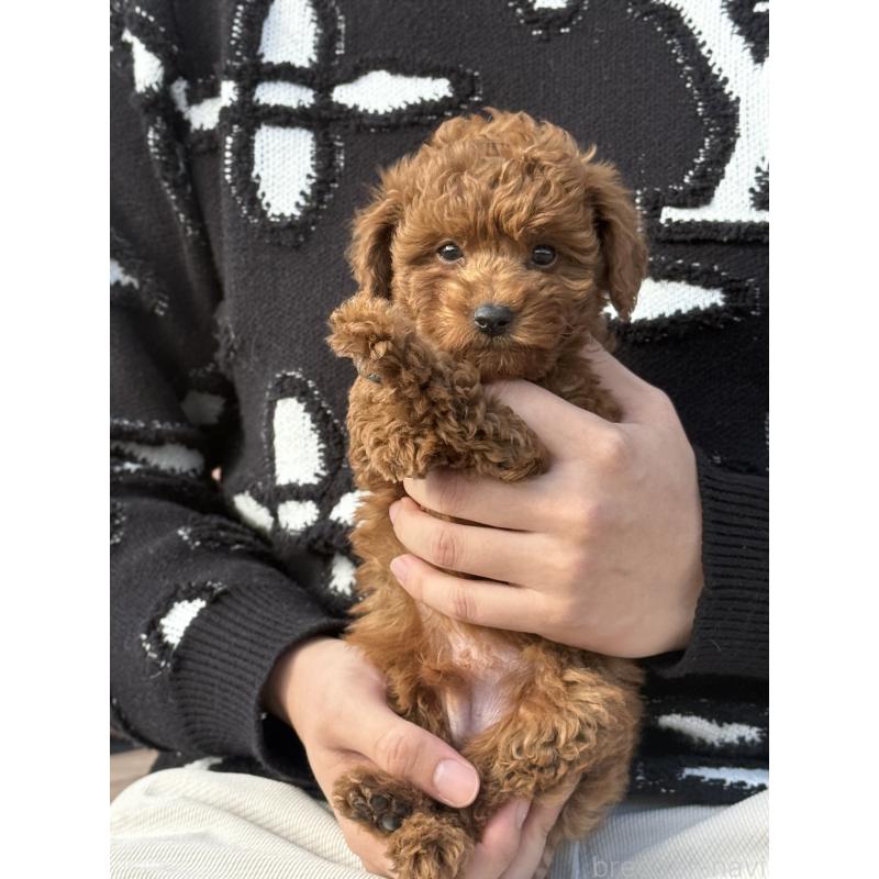 販売中の愛知県のタイニープードル-441358の2枚目
