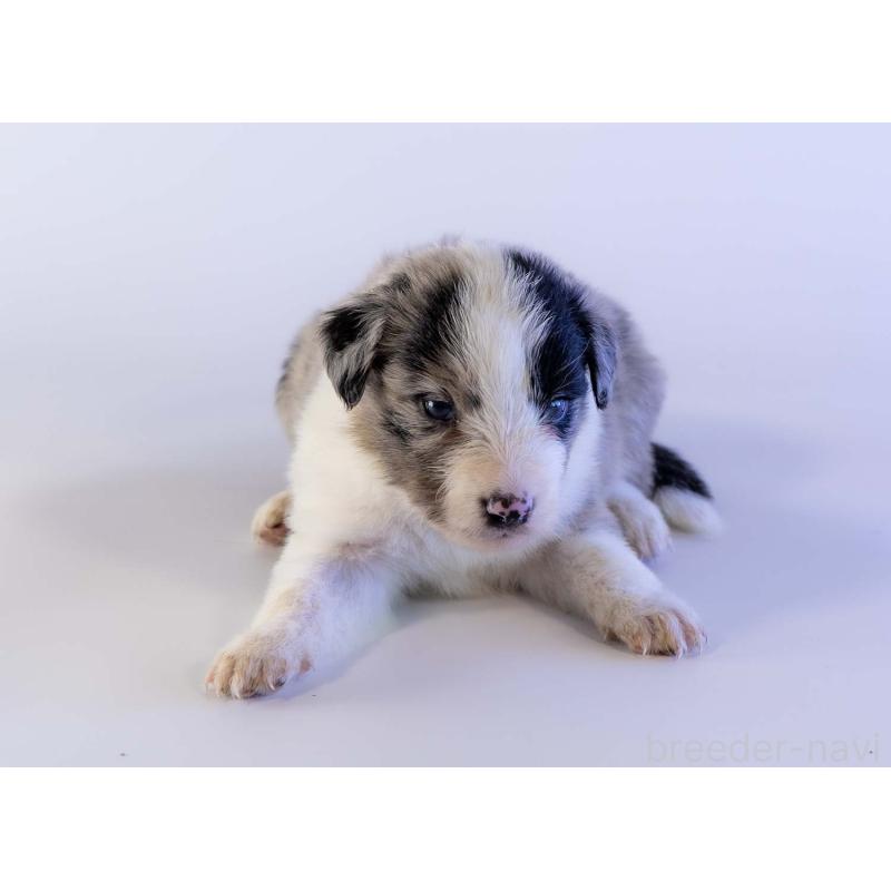 販売中の鹿児島県のボーダーコリー-441356の5枚目