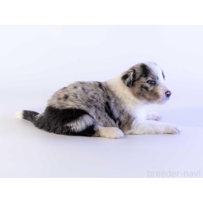 販売中の鹿児島県のボーダーコリー-441356の3枚目