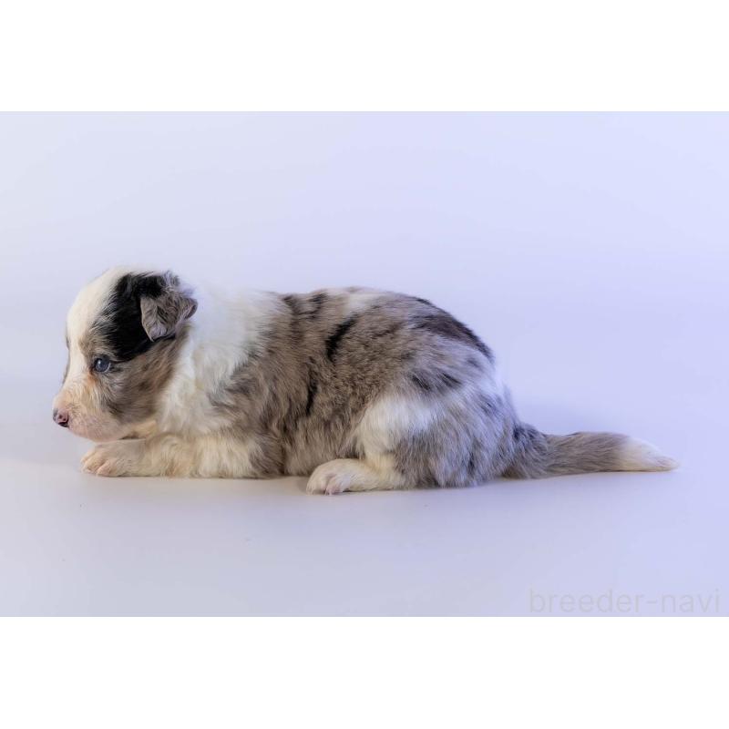 販売中の鹿児島県のボーダーコリー-441359の3枚目