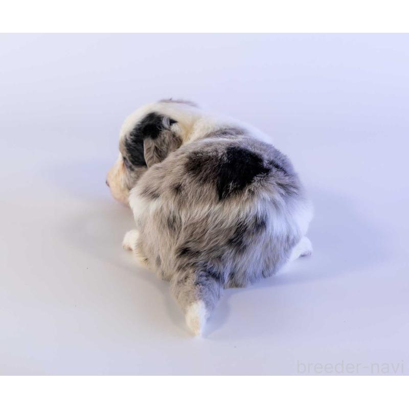 販売中の鹿児島県のボーダーコリー-441359の2枚目