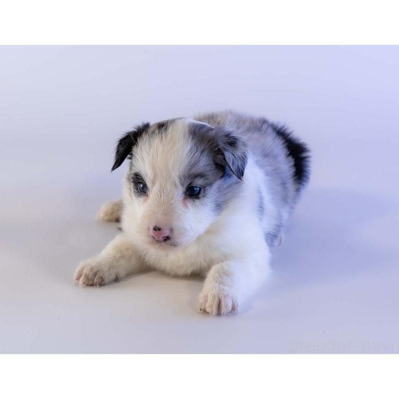 販売中の鹿児島県のボーダーコリー-441360の4枚目