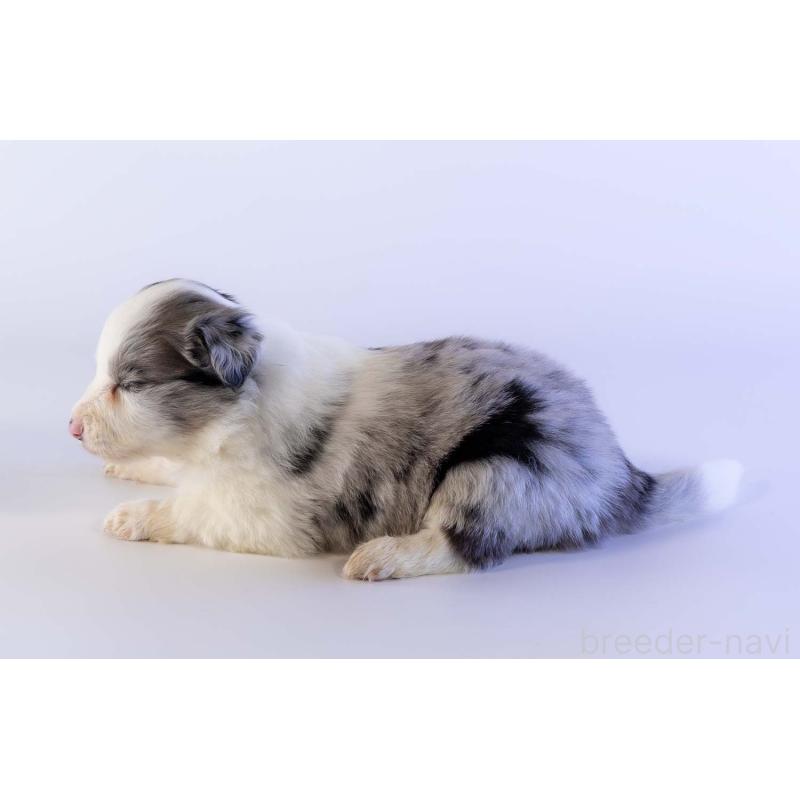 販売中の鹿児島県のボーダーコリー-441360の3枚目