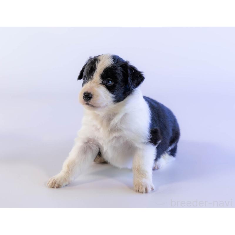 販売中の鹿児島県のボーダーコリー-441361の4枚目