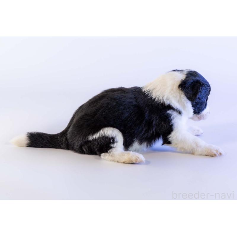 販売中の鹿児島県のボーダーコリー-441361の2枚目