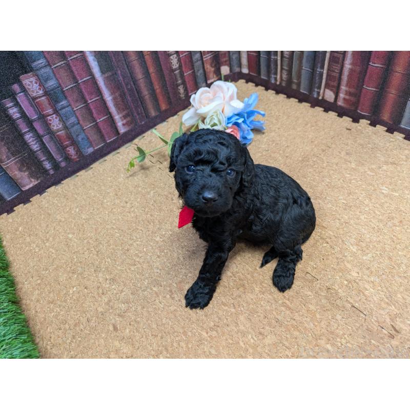 販売中の茨城県のトイプードル-441348の3枚目