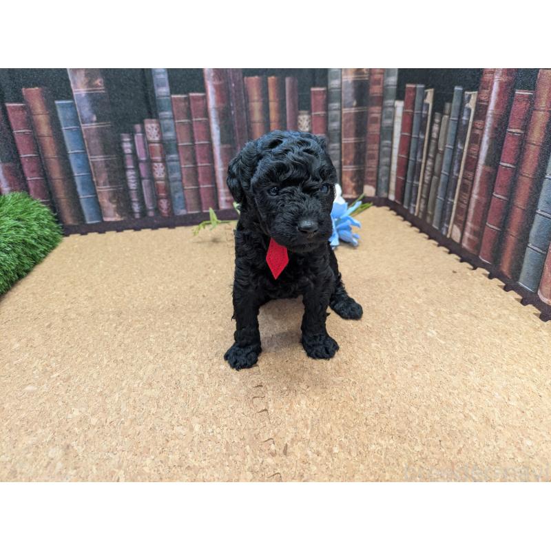 販売中の茨城県のトイプードル-441348の2枚目