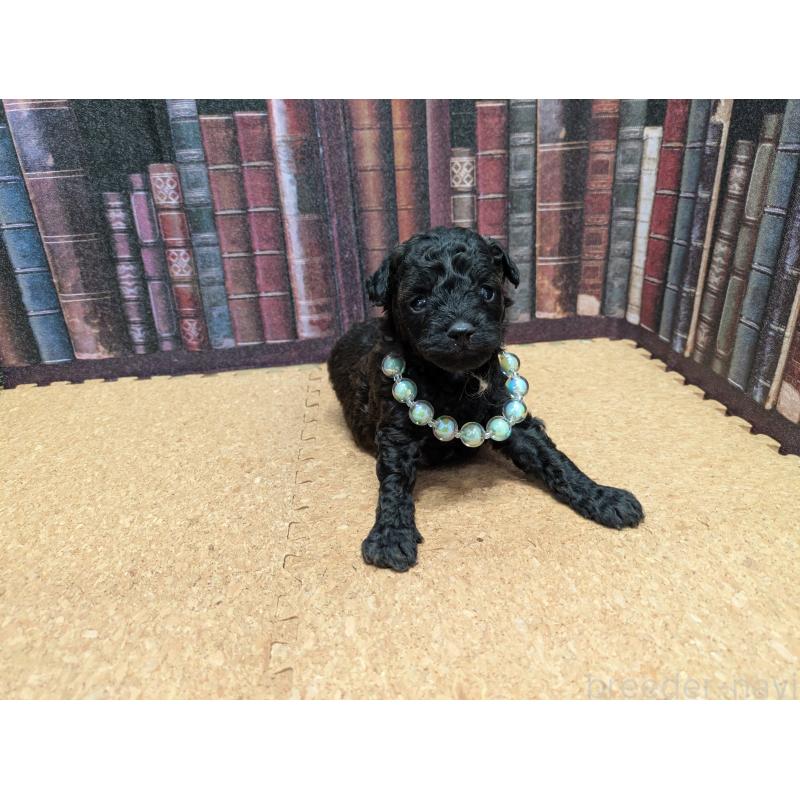 販売中の茨城県のトイプードル-441362の5枚目