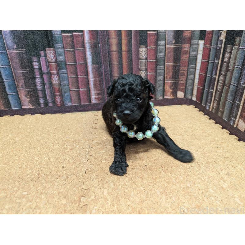 販売中の茨城県のトイプードル-441362の4枚目