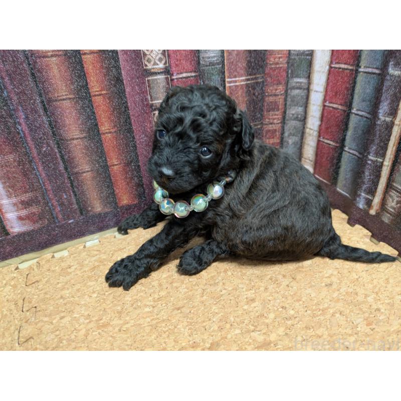 販売中の茨城県のトイプードル-441362の3枚目