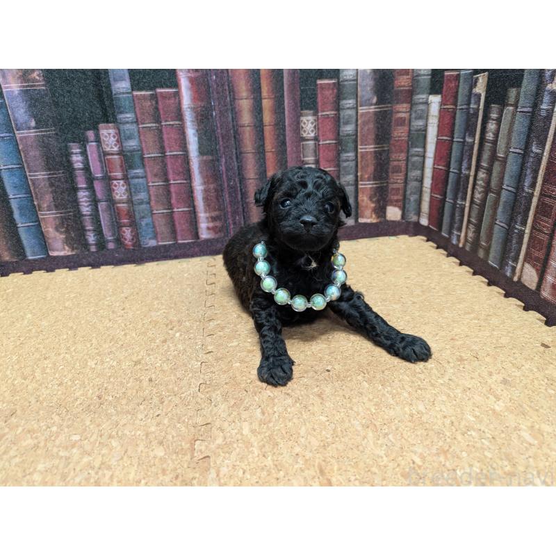 販売中の茨城県のトイプードル-441362の2枚目