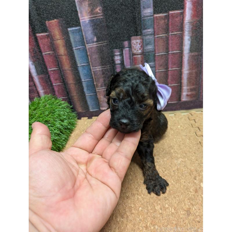 販売中の茨城県のトイプードル-441363の5枚目