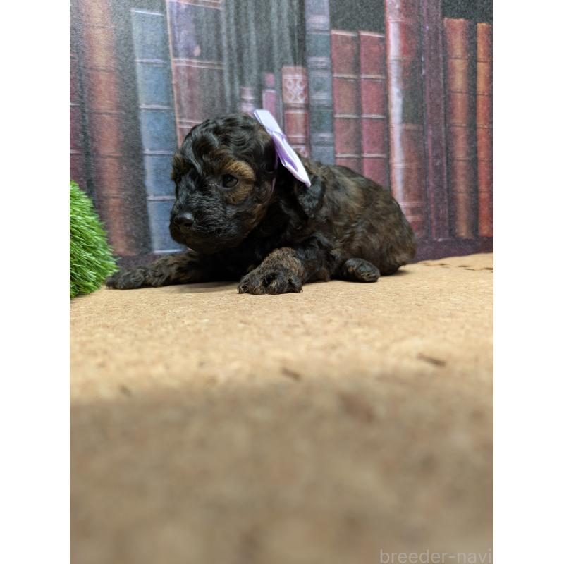 販売中の茨城県のトイプードル-441363の4枚目