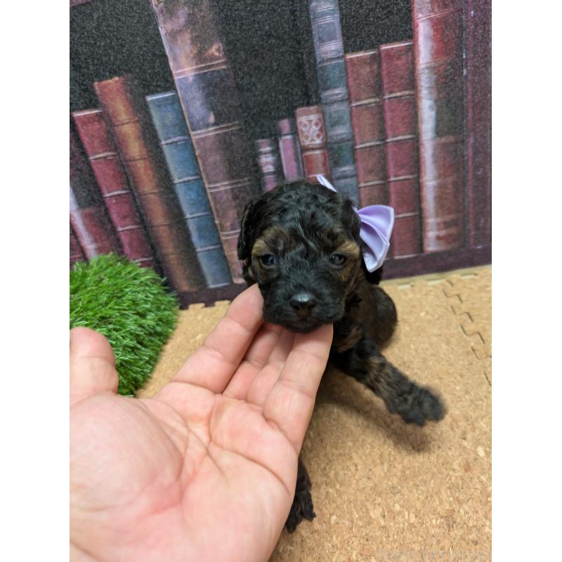 販売中の茨城県のトイプードル-441363の3枚目